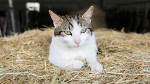 A Cat on a Farm