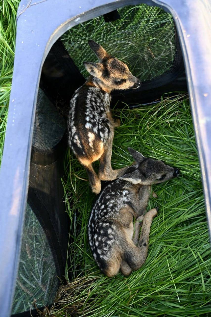 IMG-20240512-WA0001 - Fawn in a carrier after being removed from a field. Their mother will be able to locate them with their calls