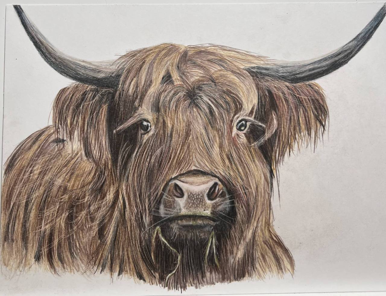 highland cow